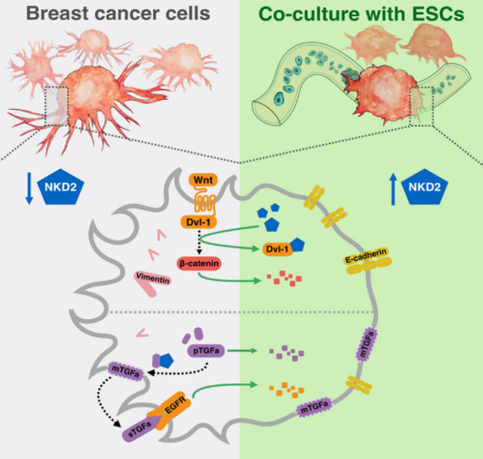 Understanding convergent signaling regulation in metastatic breast cancer cells using a bioengineered stem cell microenvironment