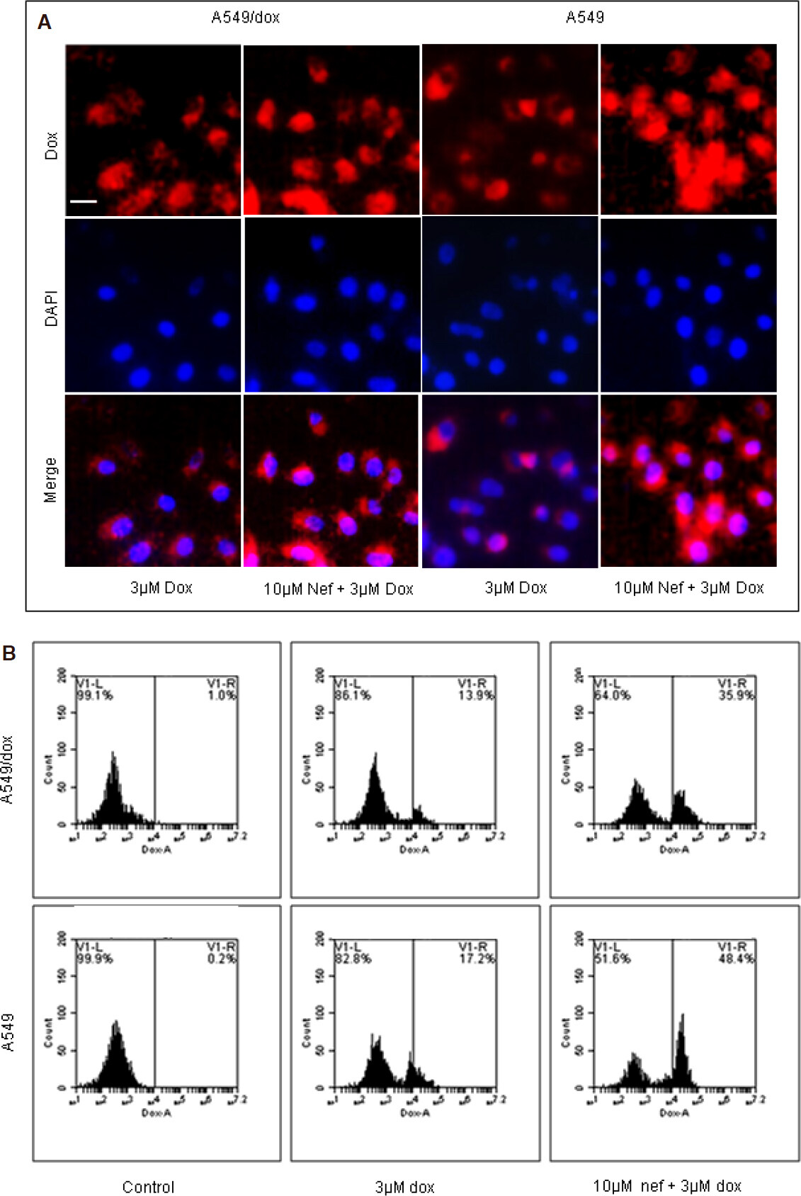 Reversal of doxorubicin resistance in lung cancer cells by neferine is explained by nuclear factor erythroid-derived 2-like 2 mediated lung resistance protein down regulation
