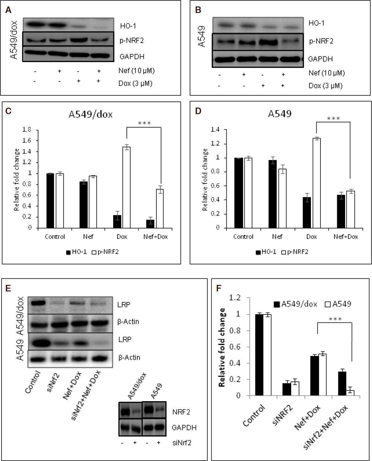 Reversal of doxorubicin resistance in lung cancer cells by neferine is explained by nuclear factor erythroid-derived 2-like 2 mediated lung resistance protein down regulation