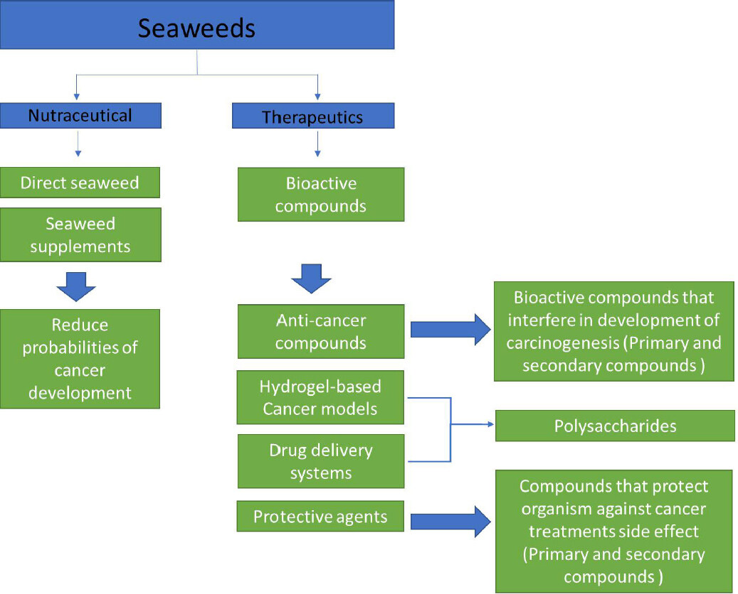 Seaweeds' nutraceutical and biomedical potential in cancer therapy: a concise review