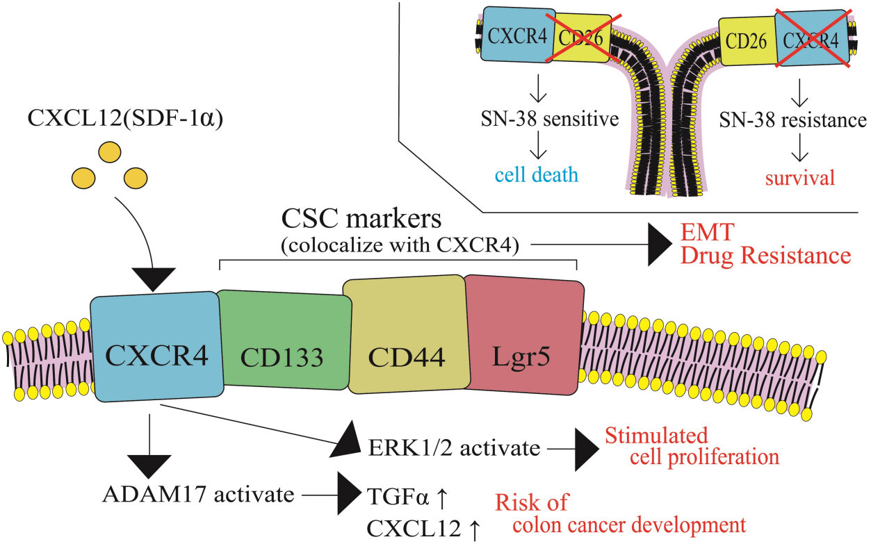 Cellular irinotecan resistance in colorectal cancer and overcoming irinotecan refractoriness through various combination trials including DNA methyltransferase inhibitors: a review