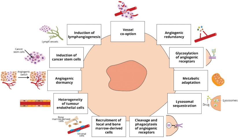 Anti-angiogenic drugs in cancer therapeutics: a review of the latest preclinical and clinical studies of anti-angiogenic agents with anticancer potential