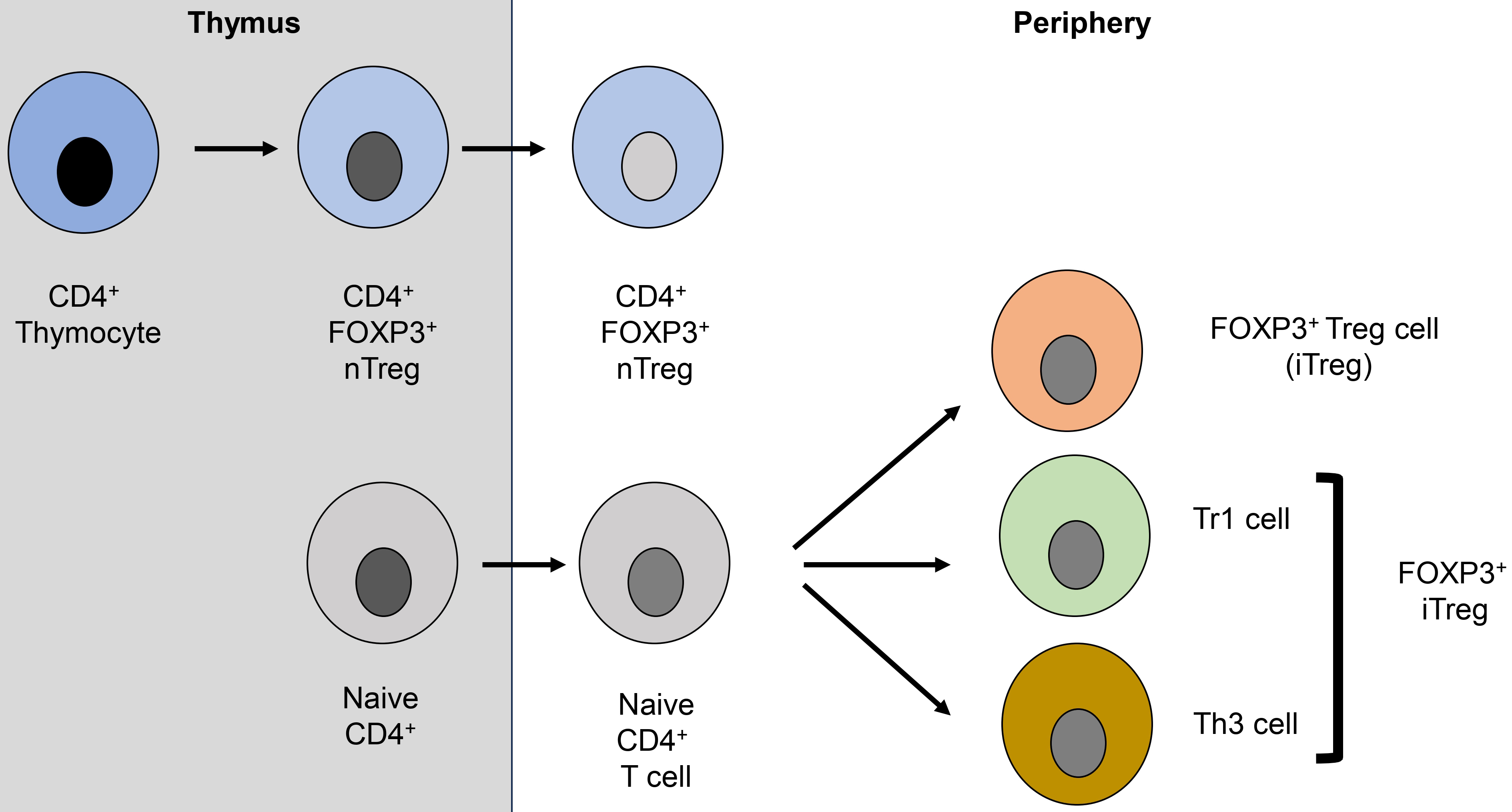 Targeting T regulatory (T<sub>reg</sub>) cells in immunotherapy-resistant cancers