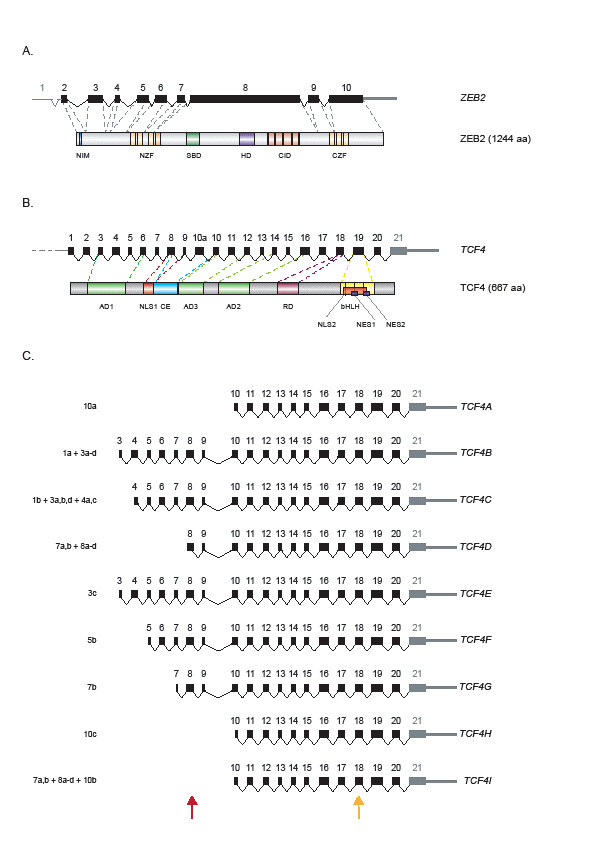 Different E-box binding transcription factors, similar neuro-developmental defects: ZEB2 (Mowat-Wilson syndrome) and TCF4 (Pitt-Hopkins syndrome) 