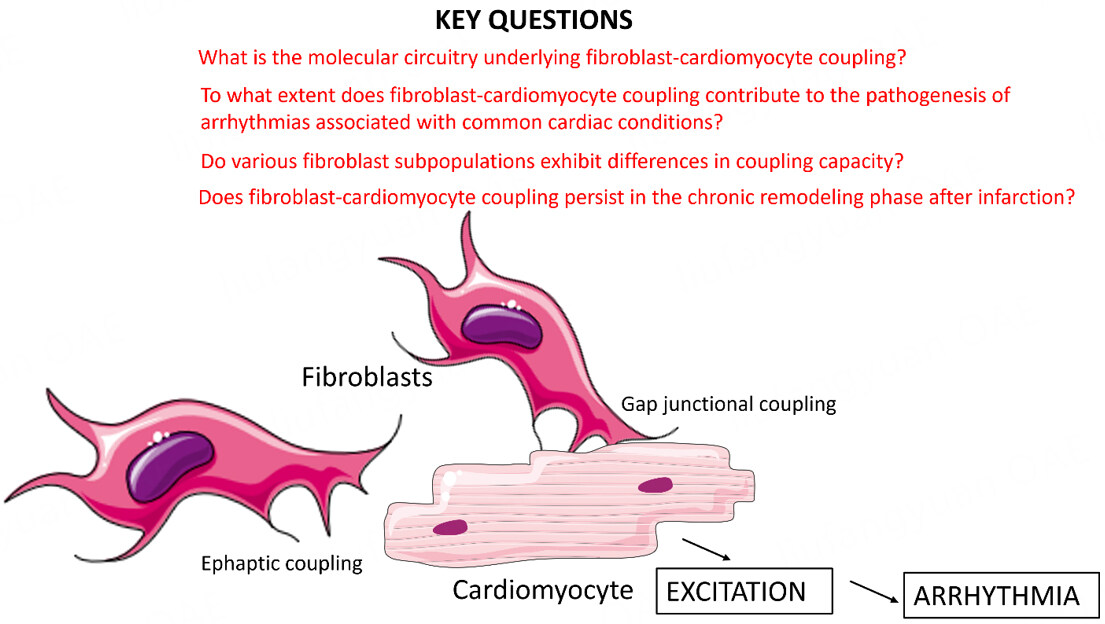 Fibroblasts, myofibroblasts and cardiac arrhythmias