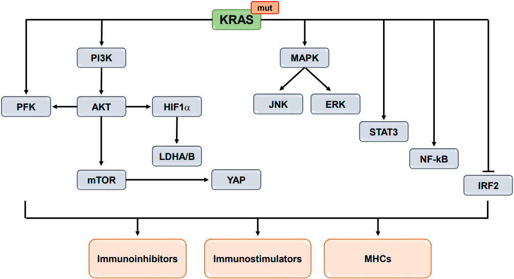 Resistance to immune checkpoint inhibitors in KRAS-mutant non-small cell lung cancer