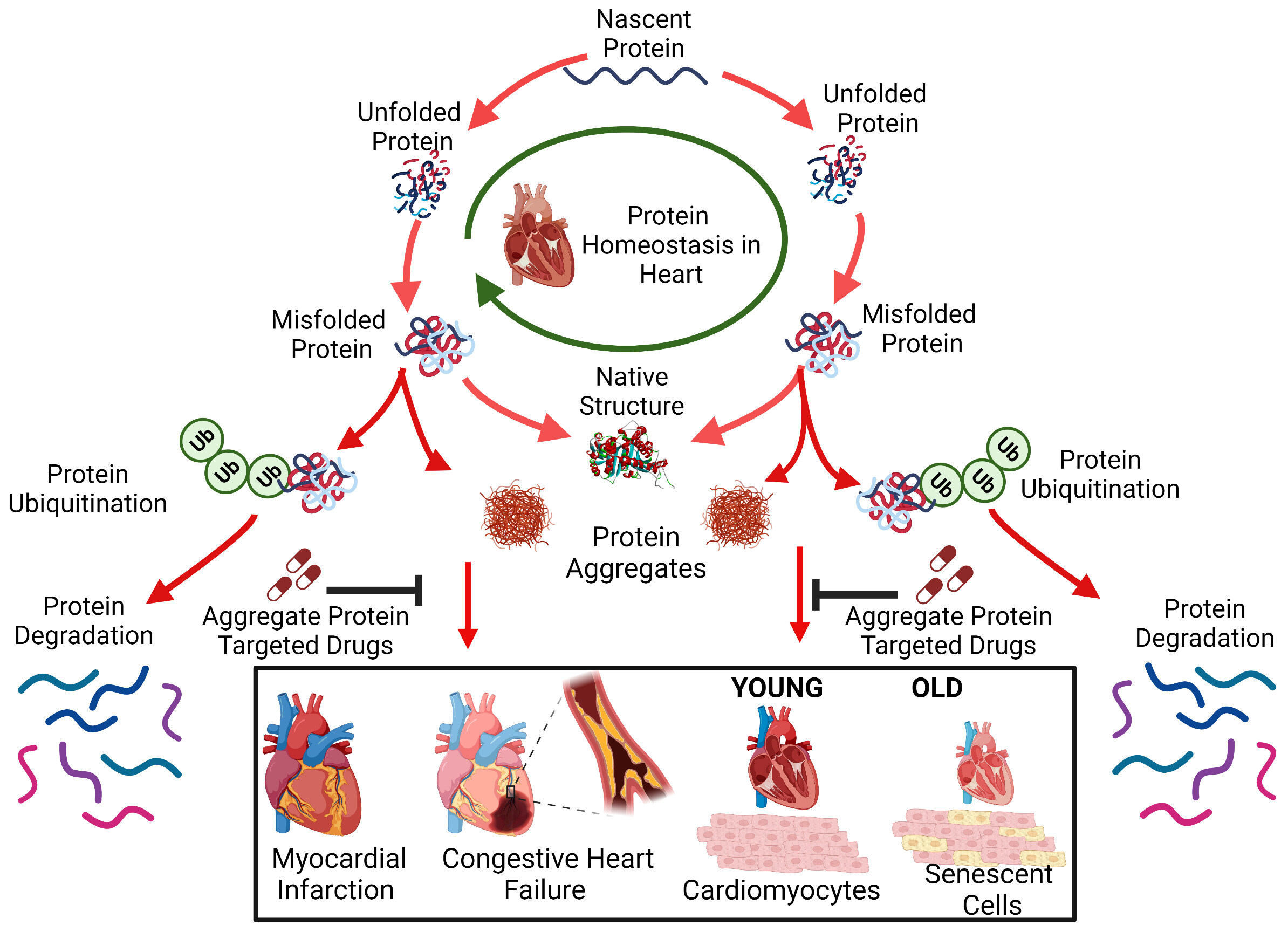 Protein homeostasis in the aged and diseased heart