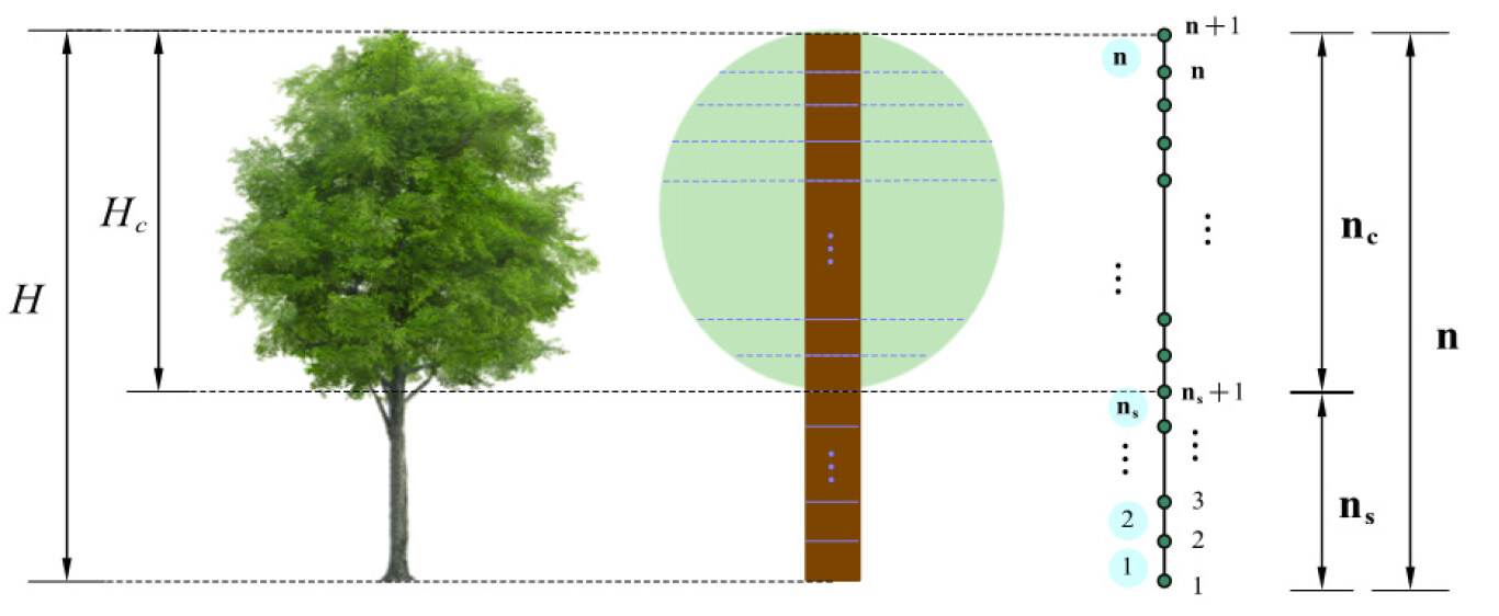 Wind risk assessment of urban street trees based on wind-induced fragility