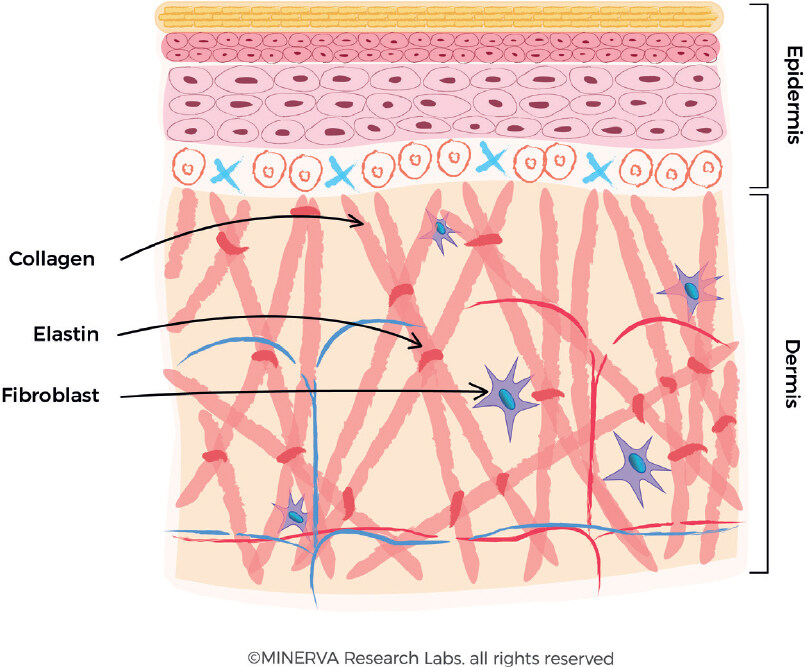 Skin collagen through the lifestages: importance for skin health and beauty