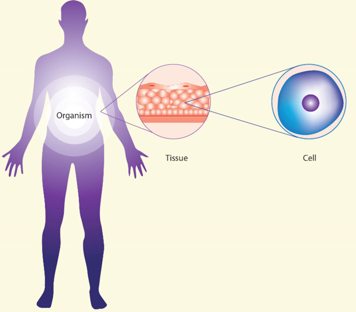 The systemic hallmarks of cancer