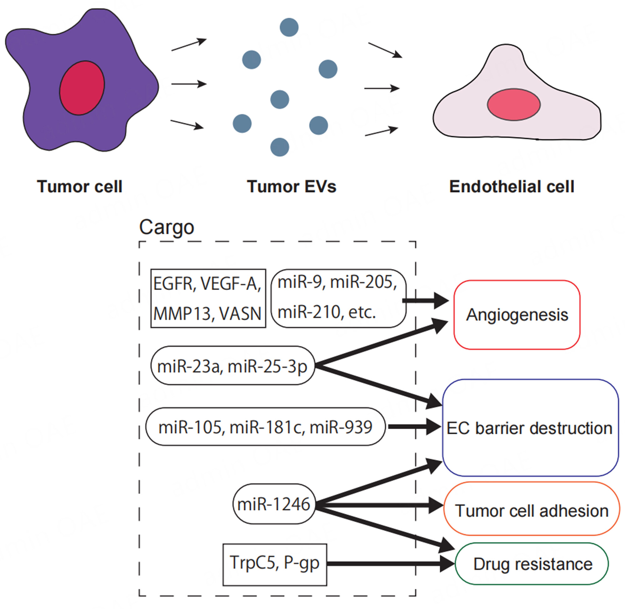 Acquisition of drug resistance in endothelial cells by tumor-derived extracellular vesicles and cancer progression
