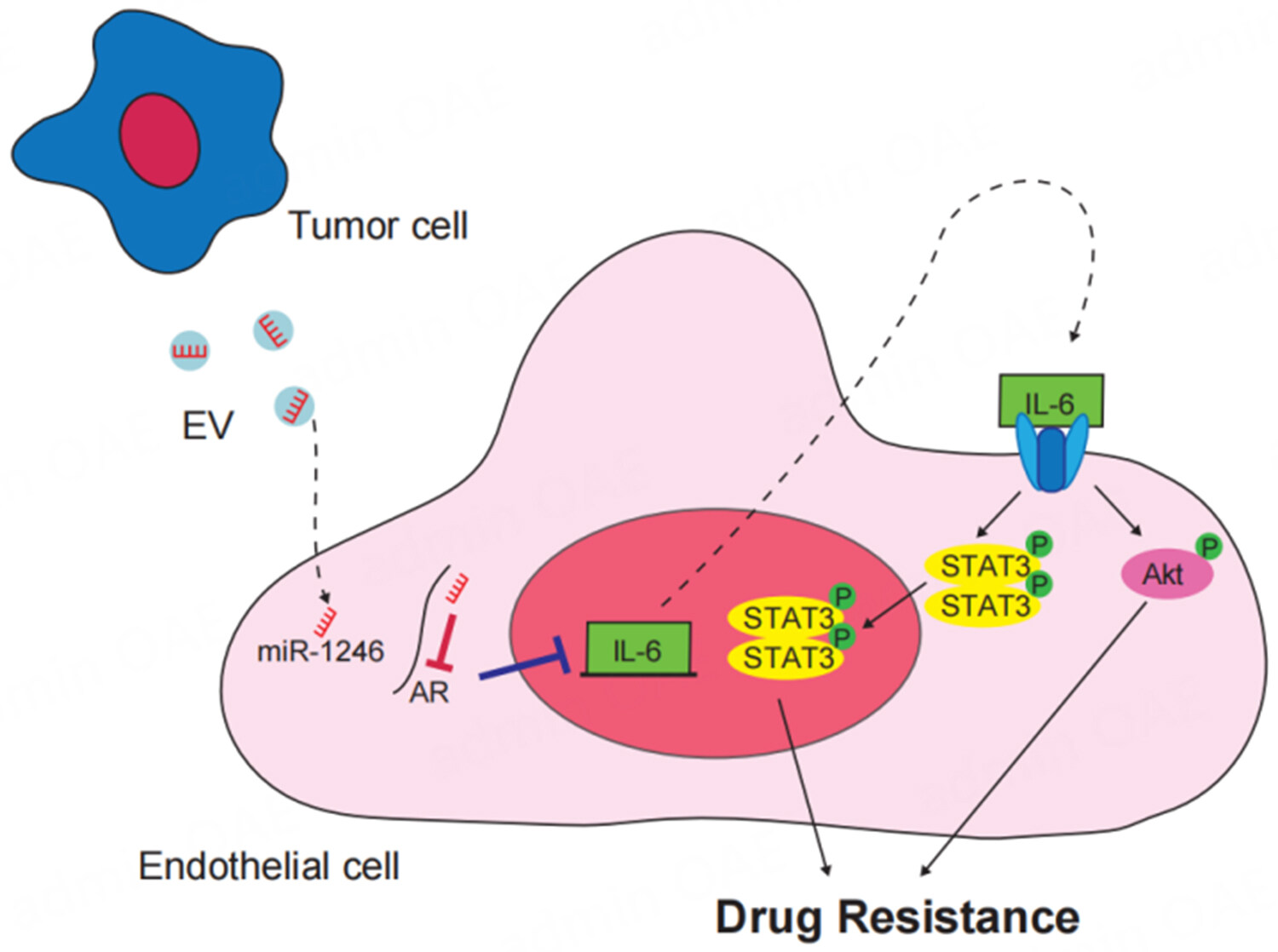 Acquisition of drug resistance in endothelial cells by tumor-derived extracellular vesicles and cancer progression