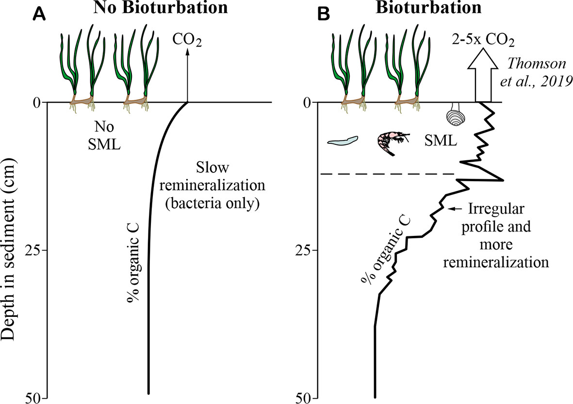 How to quantify blue carbon sequestration rates in seagrass meadow sediment: geochemical method and troubleshooting