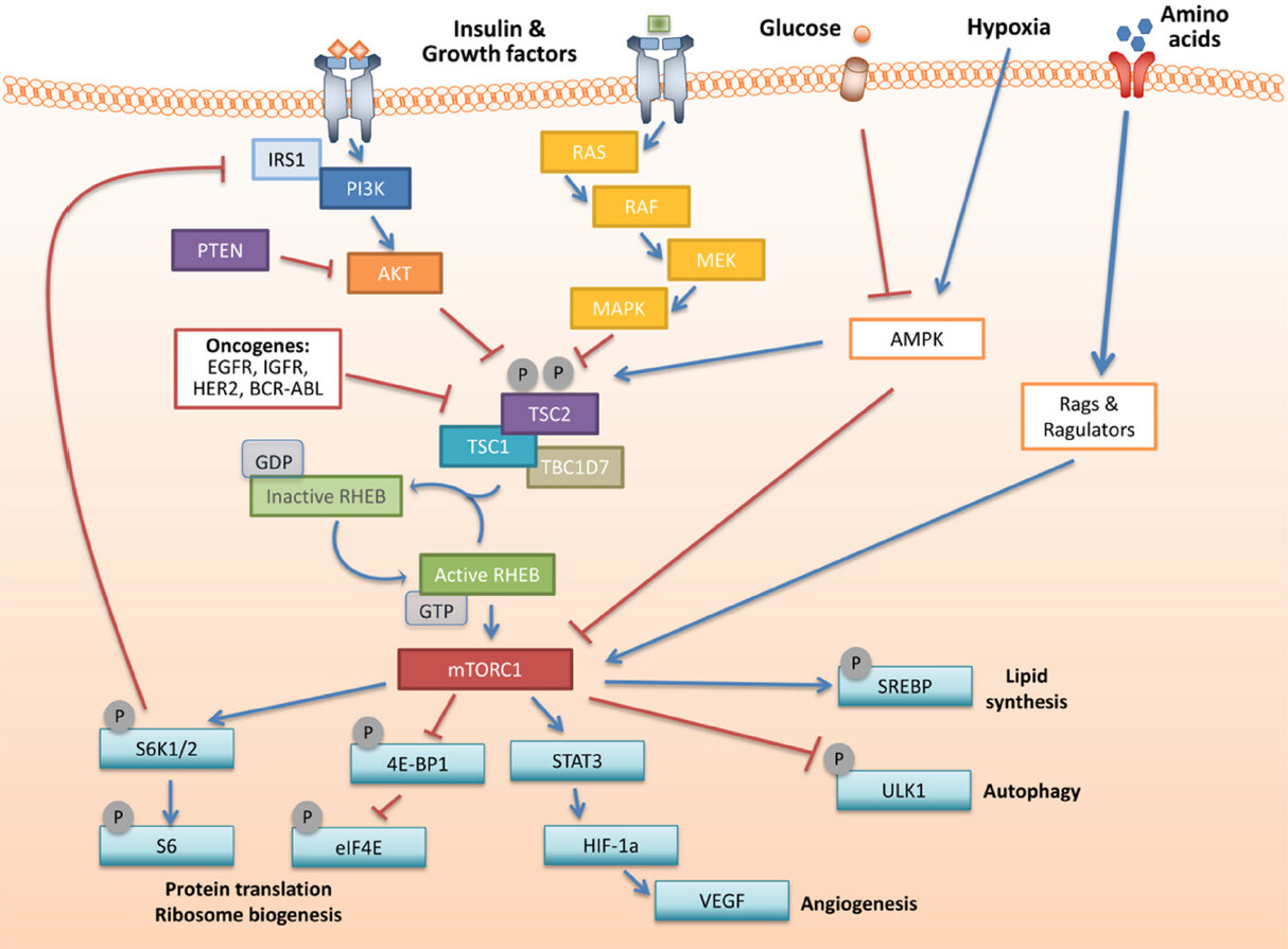 Mechanistic target of rapamycin inhibitors: successes and challenges as cancer therapeutics