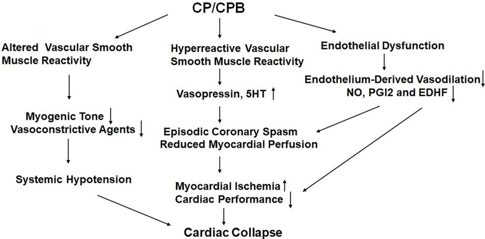 Microvascular dysfunction following cardioplegic arrest and cardiopulmonary bypass