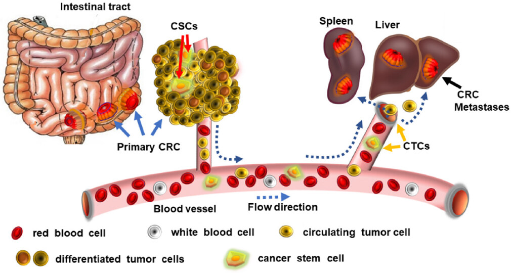 Cancer stem cells, stemness markers and selected drug targeting: metastatic colorectal cancer and cyclooxygenase-2/prostaglandin E2 connection to WNT as a model system