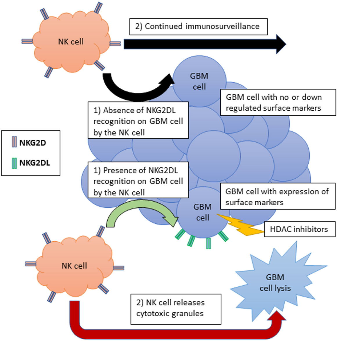 Histone deacetylase enzymes and selective histone deacetylase inhibitors for antitumor effects and enhancement of antitumor immunity in glioblastoma