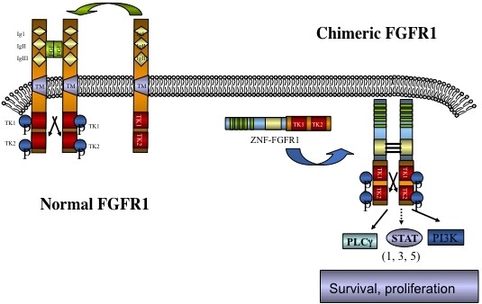 Mechanisms of resistance to FGFR1 inhibitors in FGFR1-driven leukemias and lymphomas: implications for optimized treatment