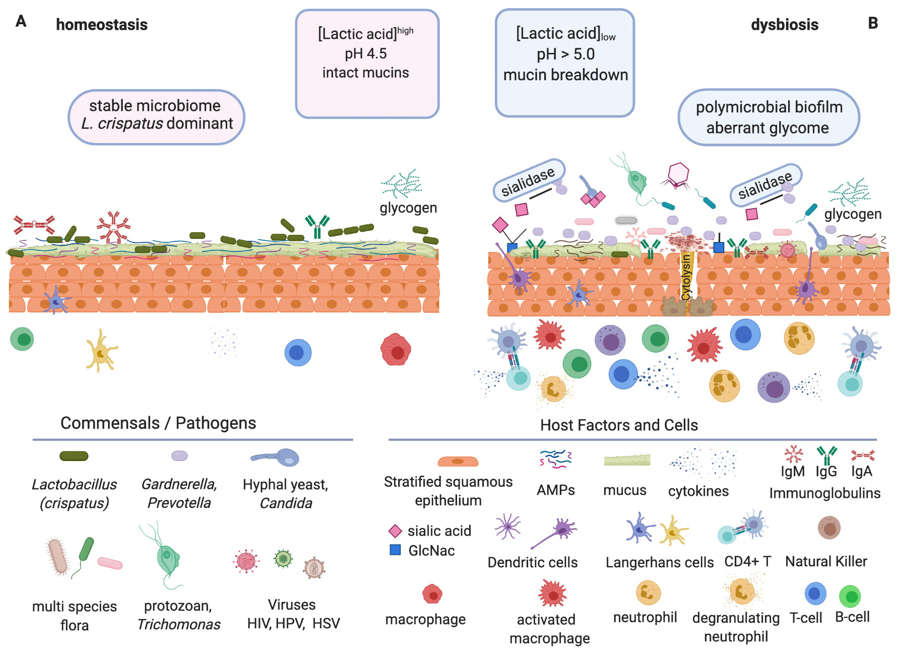 <i>Lactobacillus</i>, glycans and drivers of health in the vaginal microbiome