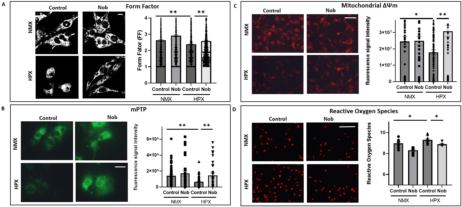 Retinoic acid-related orphan receptors regulate autophagy and cell survival in cardiac myocytes during hypoxic stress