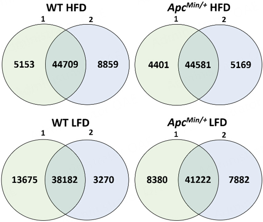 Epigenetic effects of high-fat diet on intestinal tumorigenesis in C57BL/6J-<InlineParagraph><i>Apc</i><i><sup>Min/+</sup></i></InlineParagraph> mice