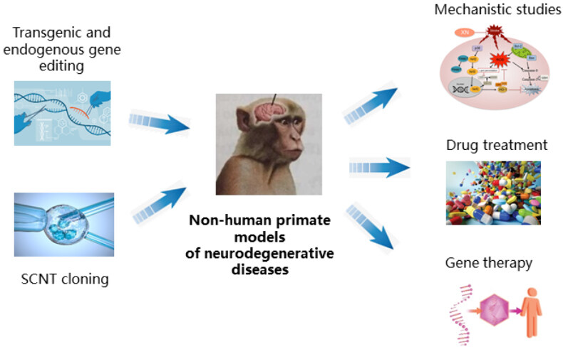 Modeling neurodegenerative diseases using non-human primates: advances and challenges