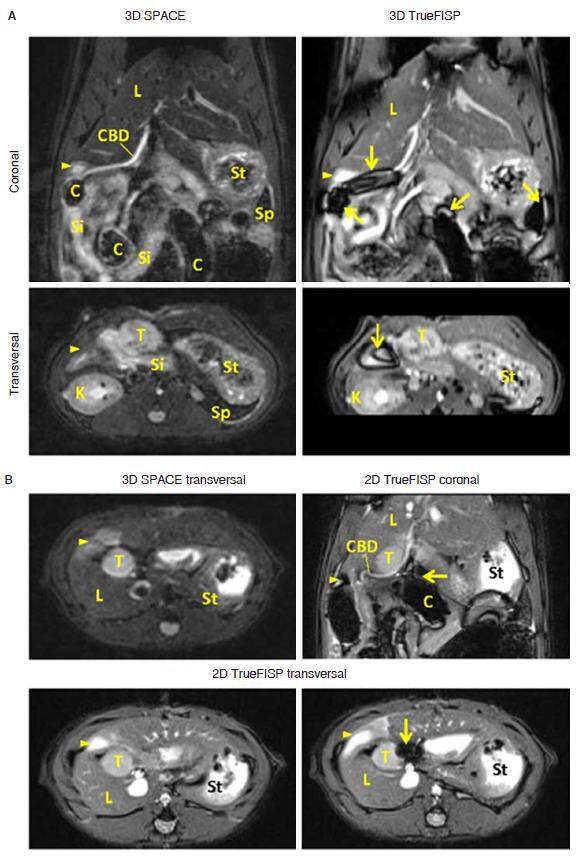 Development and applications of acquisition techniques for rat pancreatic imaging at clinical scanners
