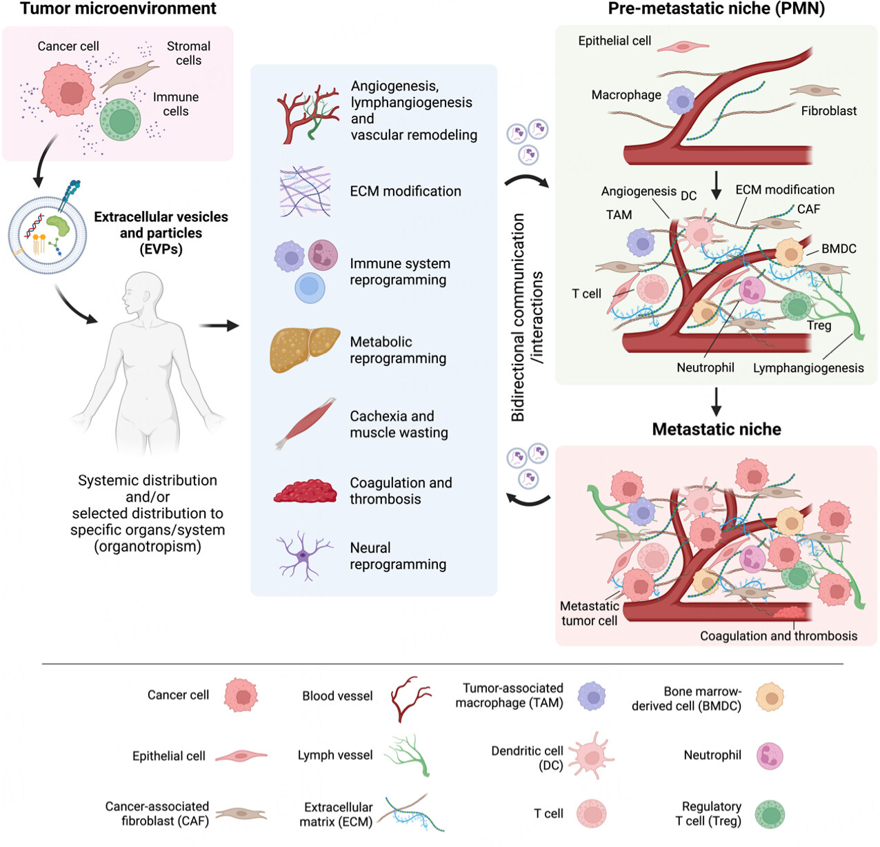 Extracellular vesicles and particles as mediators of long-range communication in cancer: connecting biological function to clinical applications
