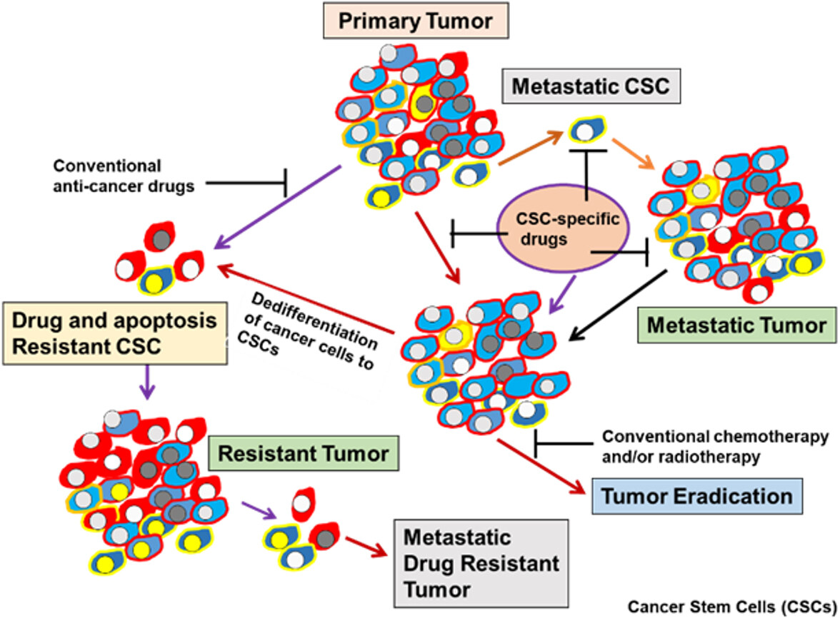 Drug and apoptosis resistance in cancer stem cells: a puzzle with many pieces