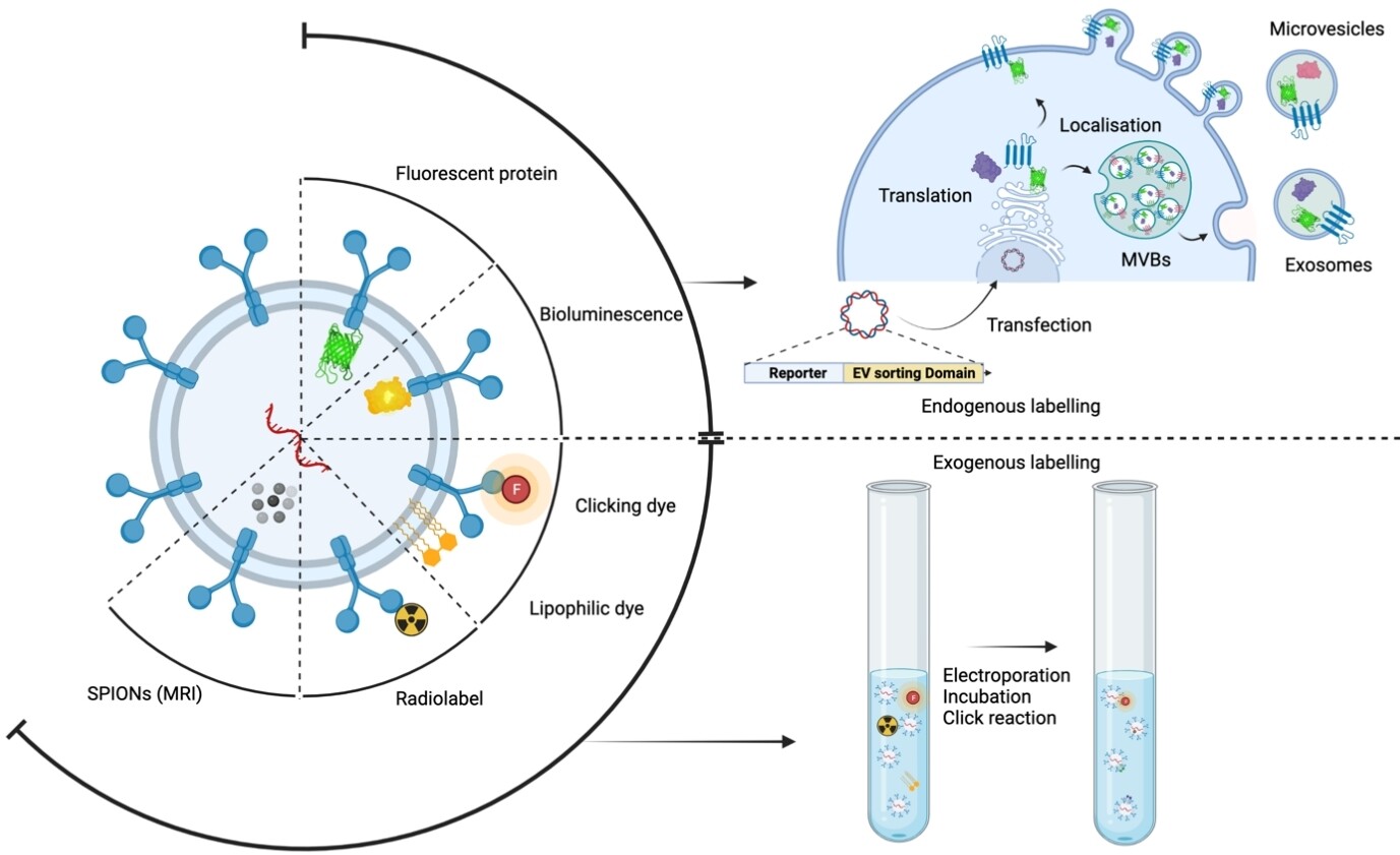 Biodistribution of therapeutic extracellular vesicles