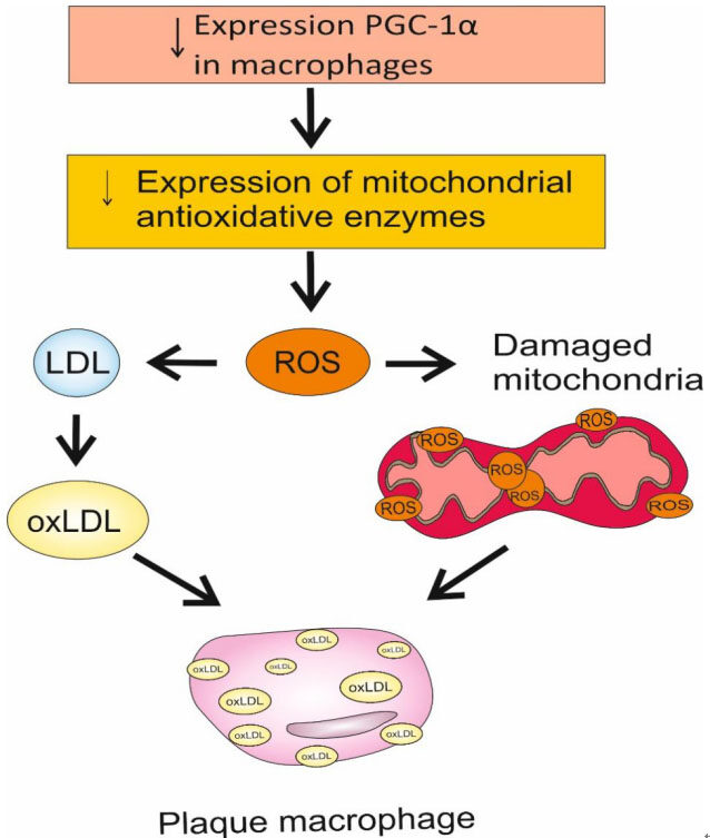 Features of mitochondrial dynamics in monocytes in inflammatory and metabolic disorders