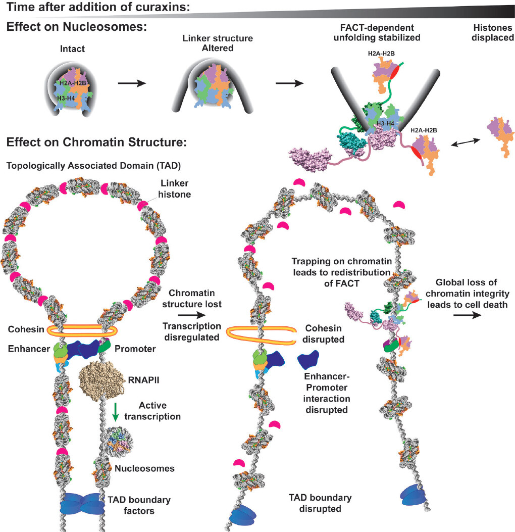 Histone chaperone FACT and curaxins: effects on genome structure and function