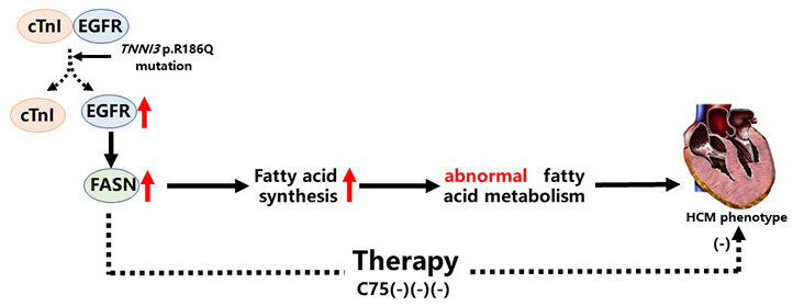 The <i>TNNI3</i> p.R186Q mutation is responsible for hypertrophic cardiomyopathy via promoting FASN-stimulated abnormal fatty acid metabolism