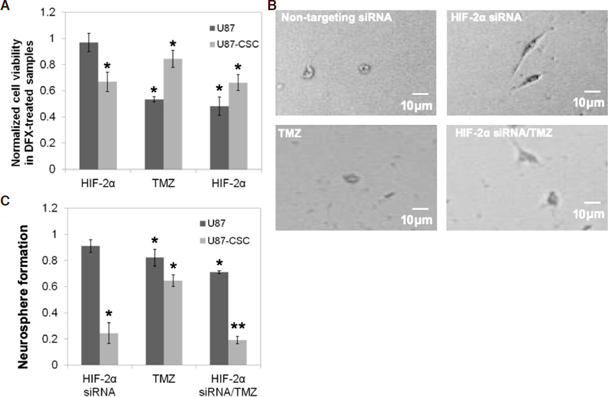 Gene silencing of HIF-2α disrupts glioblastoma stem cell phenotype