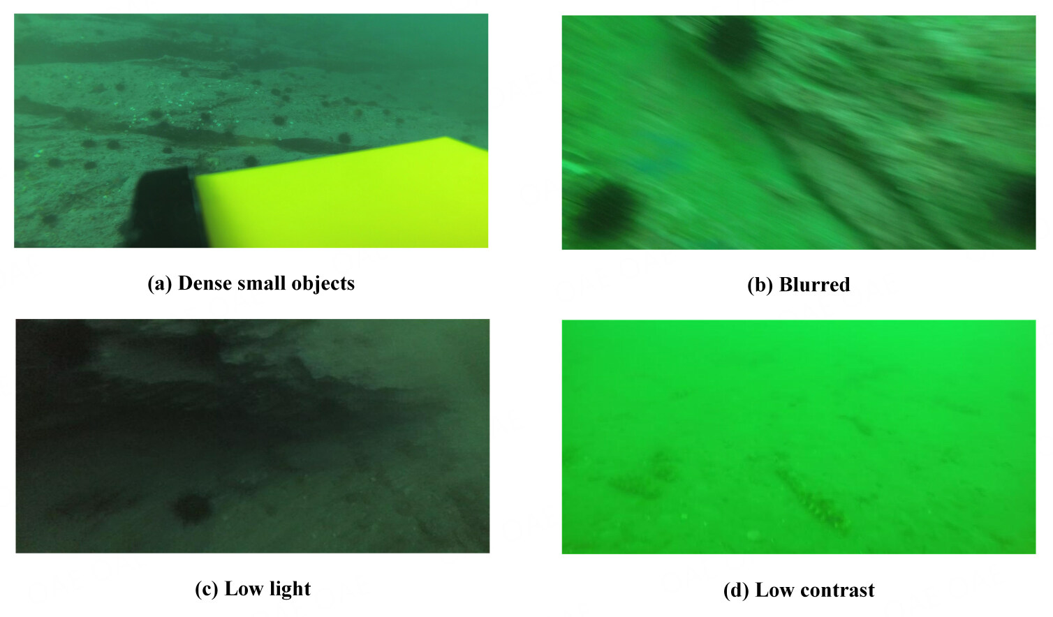 AWF-YOLO: enhanced underwater object detection with adaptive weighted feature pyramid network