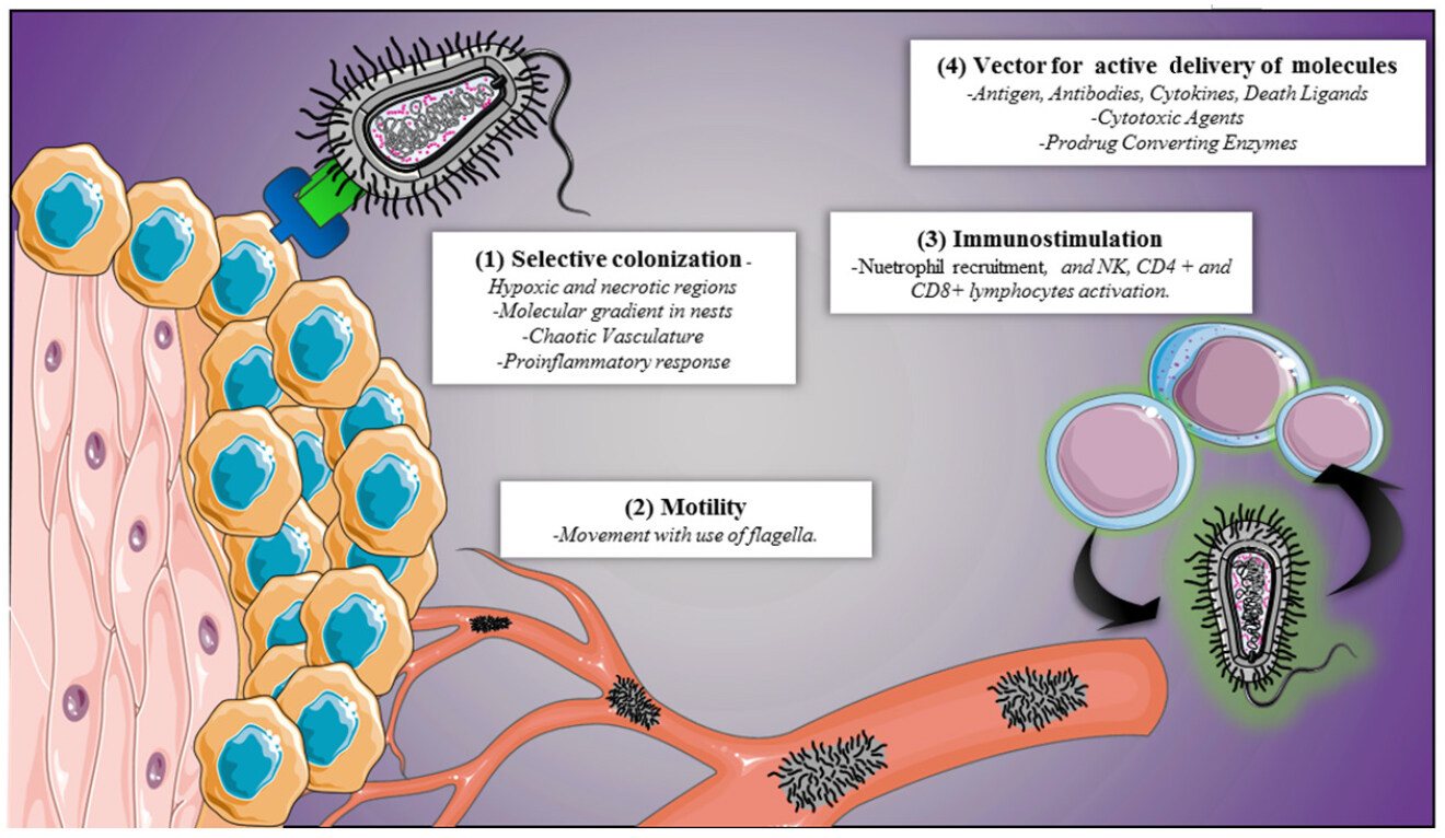 Bacteria in cancer therapy: beyond immunostimulation