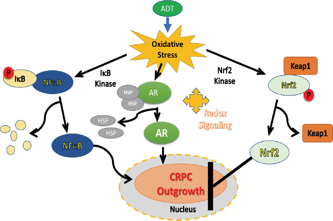 Oxidative stress and redox signaling in CRPC progression: therapeutic potential of clinically-tested Nrf2-activators