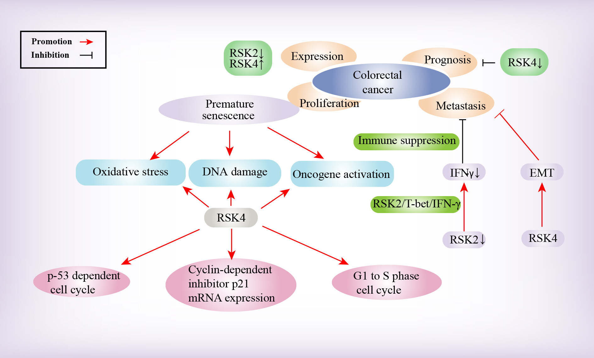 Regulation and function of the RSK family in colorectal cancer
