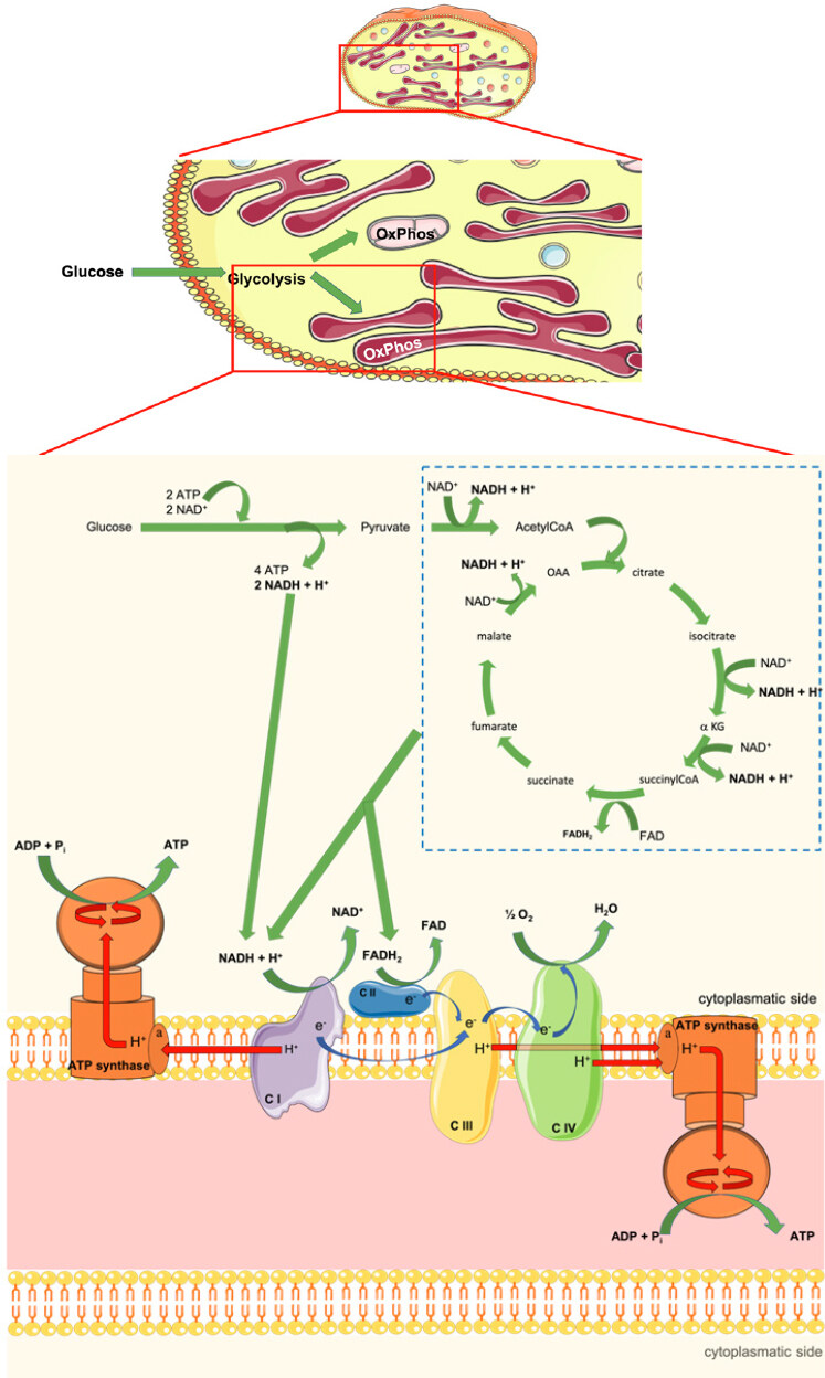 Platelet aerobic metabolism: new perspectives
