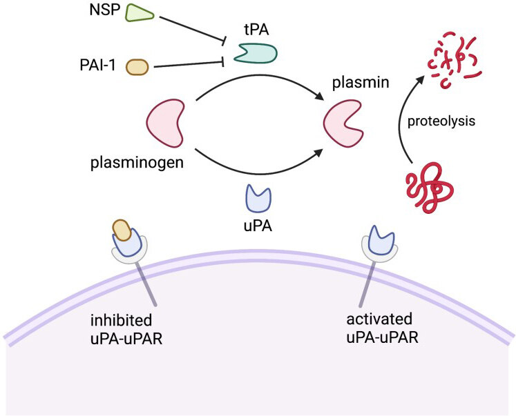 Review of evidence implicating the plasminogen activator system in blood-brain barrier dysfunction associated with Alzheimer's disease