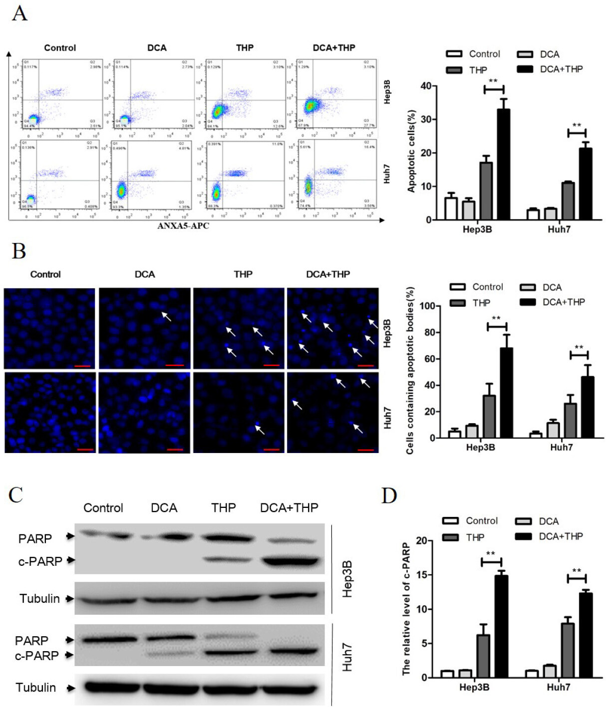 Dichloroacetate enhances the antitumor effect of pirarubicin via regulating the ROS-JNK signaling pathway in liver cancer cells