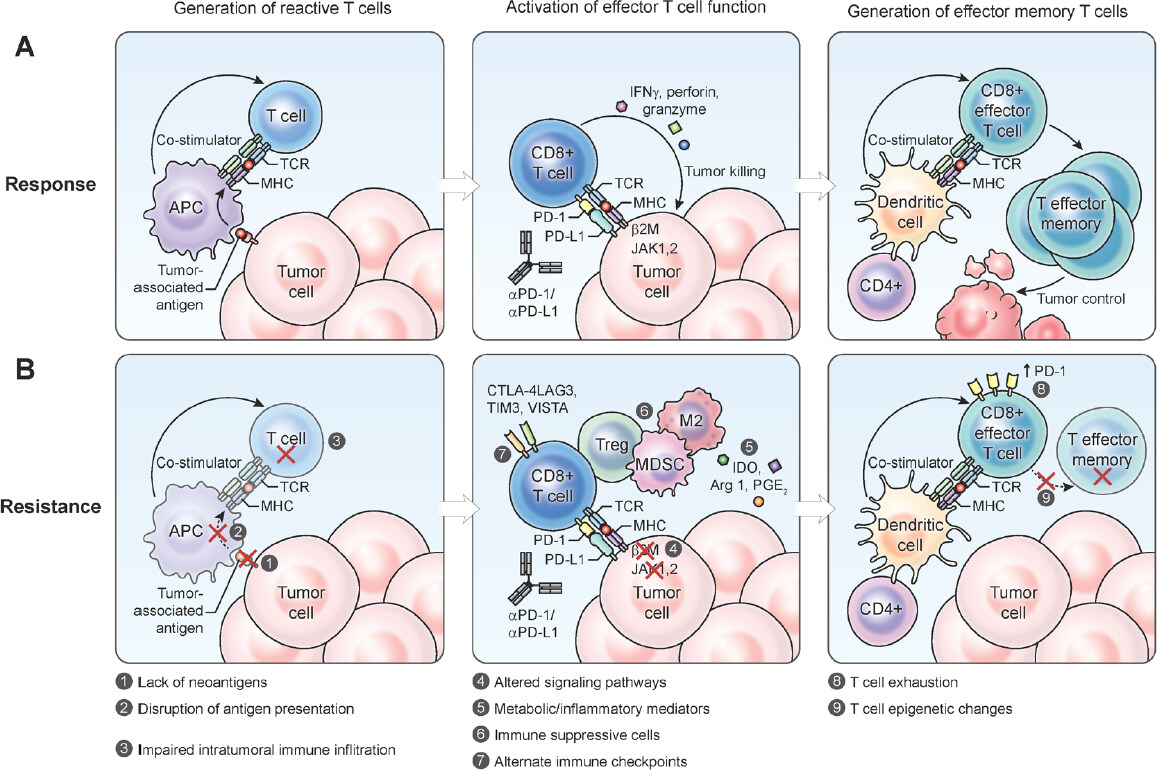 A review of mechanisms of resistance to immune checkpoint inhibitors and potential strategies for therapy