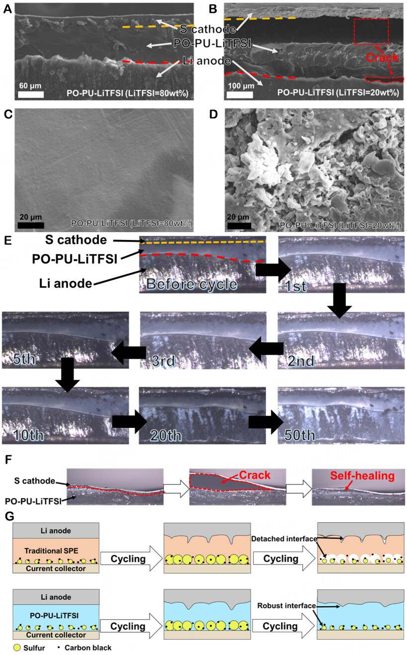 Achieving fast and stable Li<sup>+</sup> transport in lithium-sulfur battery via a high ionic conduction and high adhesion solid polymer electrolyte