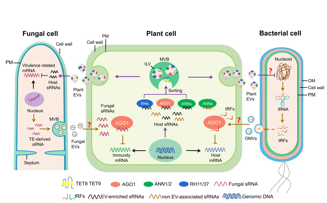 Extracellular vesicles: cross-organismal RNA trafficking in plants, microbes, and mammalian cells