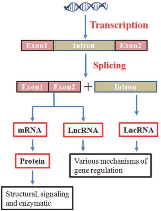 Long non-coding RNAs as key regulators of cancer metastasis