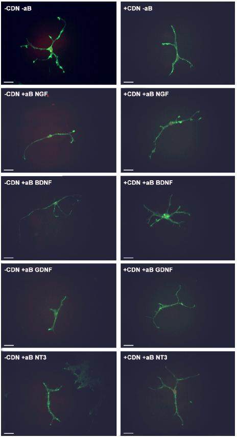 Inhibition and reversal of growth cone collapse in adult sensory neurons by enteric glia-induced neurotrophic factors