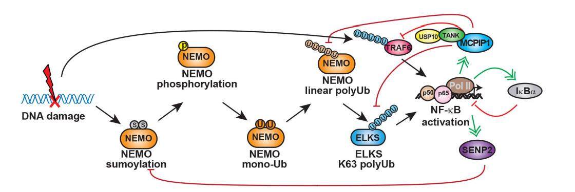 DNA damage-induced nuclear factor-kappa B activation and its roles in cancer progression