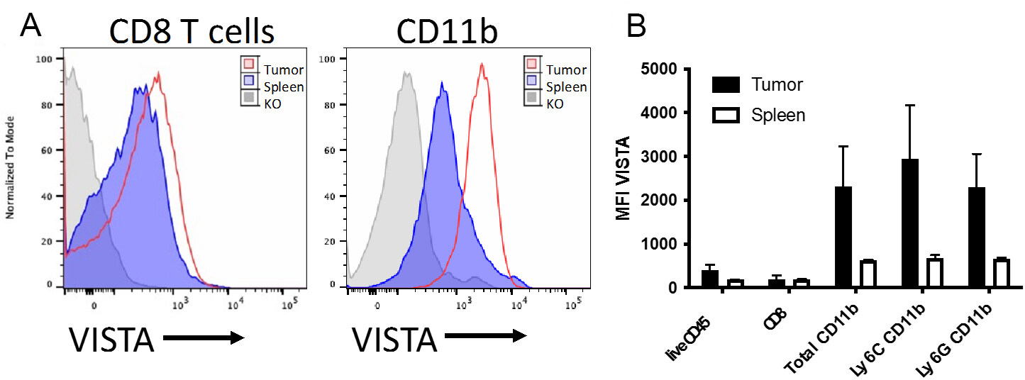 The role of VISTA in the tumor microenvironment