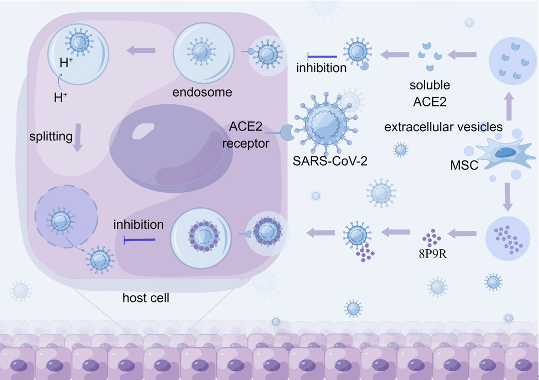 Mesenchymal stem cell-derived extracellular vesicles for human diseases