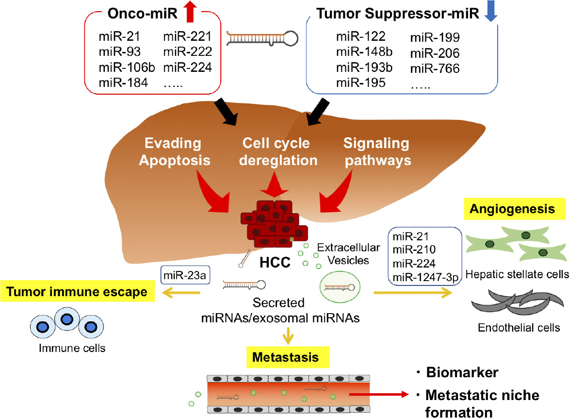 MicroRNA and liver cancer